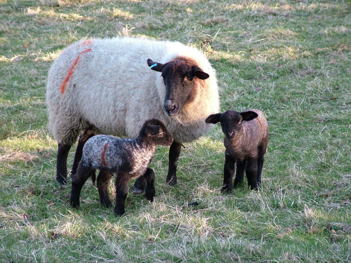Homer Farm Marytavy Exteriér fotografie